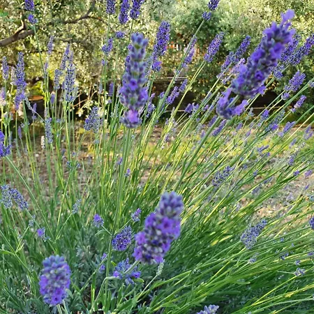 Apartment Lovor & Lavanda *